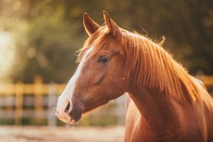 O estresse no cavalo