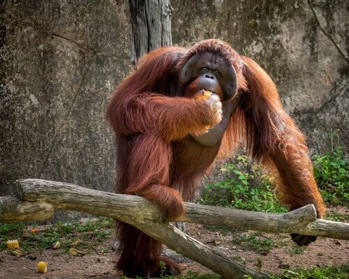 Orangotango comendo