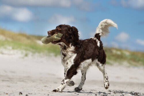 Cachorro na praia carregando algo na boca