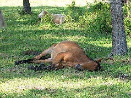 cavalo deitado na grama