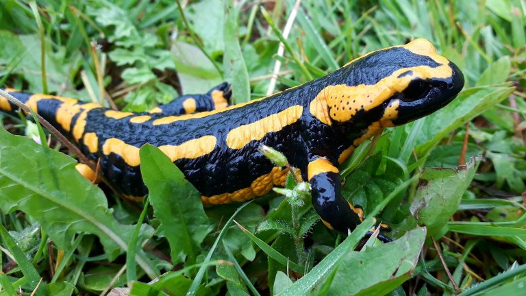 6 espécies de salamandras da Península Ibérica
