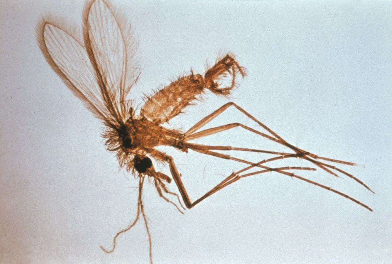 Doenças transmitidas por insetos