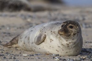 Foca comum: habitat e características