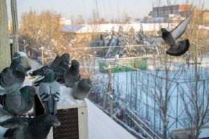 7 maneiras de afastar os pombos