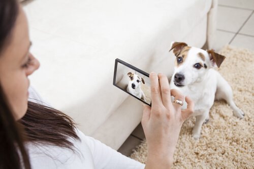 Dona tirando foto do cachorro