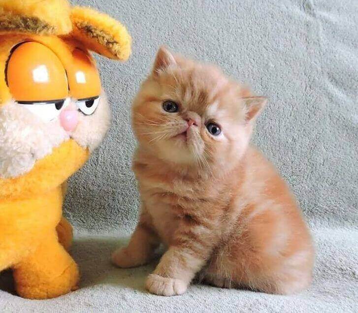 Gatinho parecido com Garfield
