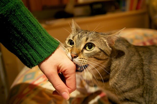 Doenças que podem ser transmitidas pelos gatos