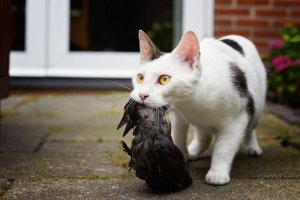 Técnica de caça do seu gato: você sabe qual é?