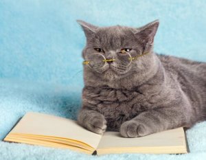 Contos sobre gatos: literatura e animais
