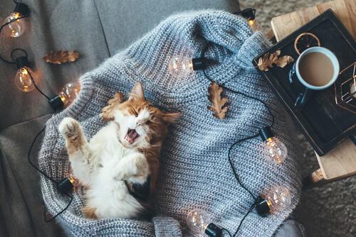 Gato com sono, cercado de luzes e folhas do outono