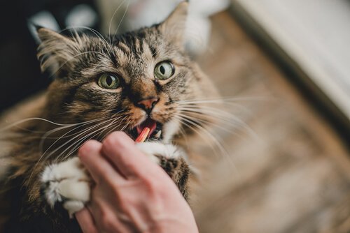 As pílulas anticoncepcionais podem afetar a saúde das gatas?
