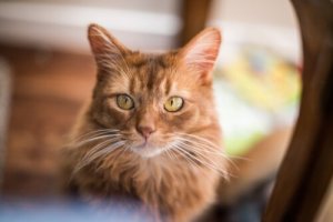 Gato Somali: personalidade e cuidados