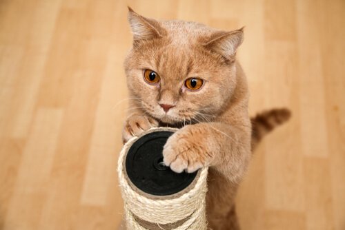 Gato e seu arranhador