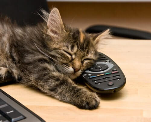 Gato dormindo em cima de controle remoto