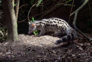 Gineta, uma caçadora solitária que lembra um gato doméstico