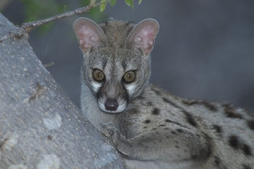 O que a gineta come?