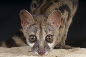 Desde quando há ginetas na Espanha?
