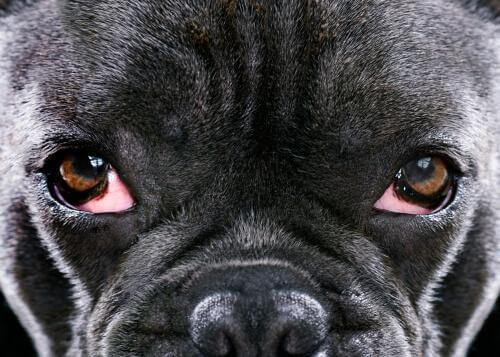 Glaucoma em cachorros