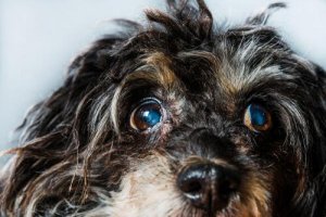 Glaucoma em cães: sintomas e tratamentos