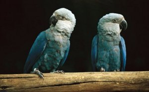 Ararinha-azul: o pássaro do filme Rio não está extinto