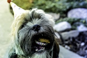 Festa de aniversário para cães: dicas para ter em mente