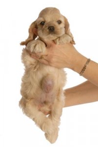 Hérnia umbilical em filhotes de cães