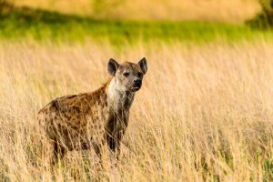 Por que não existem hienas na Europa?