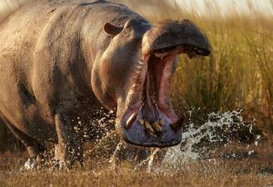 Os 5 animais mais perigosos do mundo