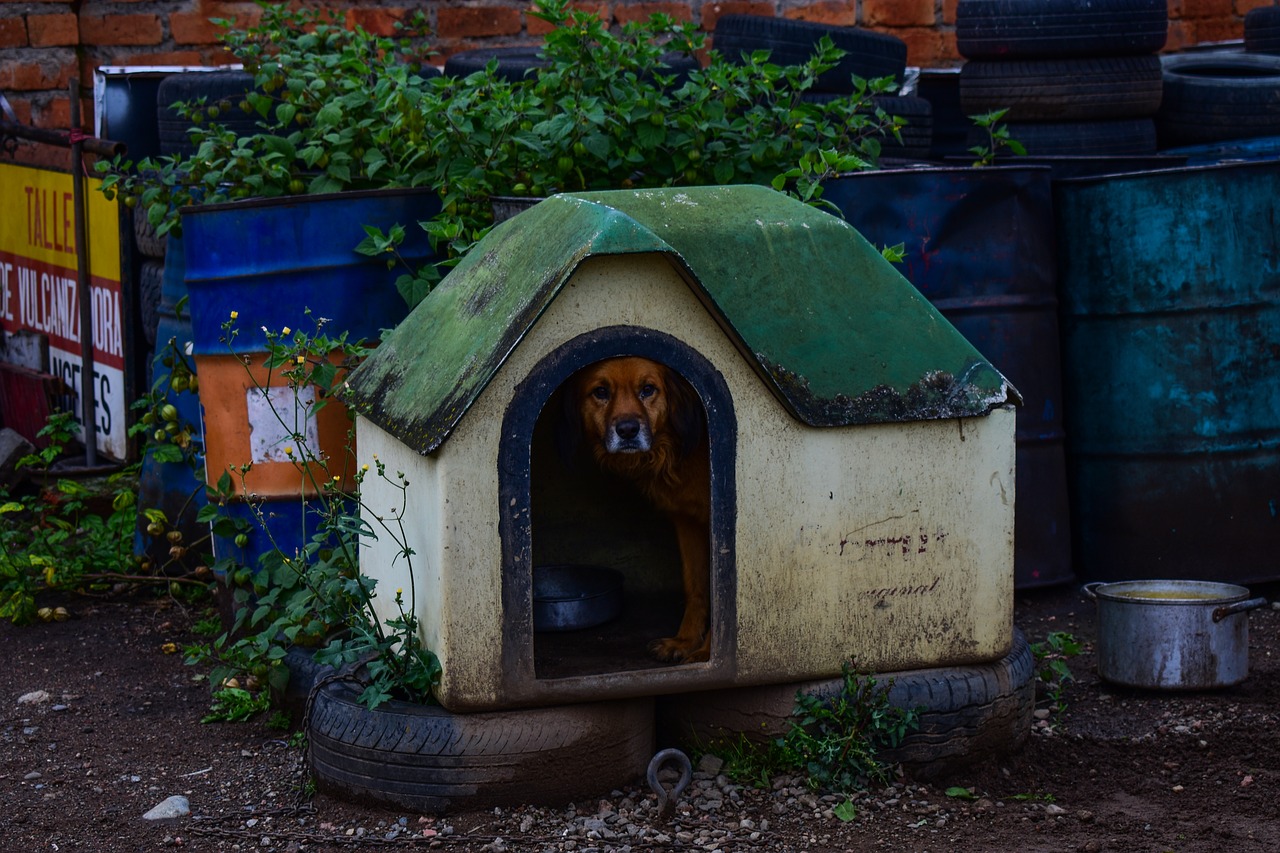 Cachorro dentro de sua casinha