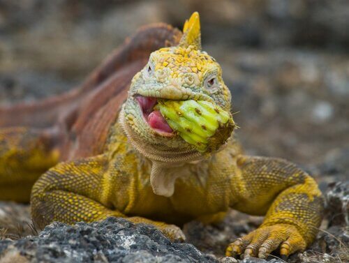 Falta de vitaminas e cálcio em iguanas