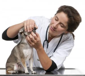 Implantes dentários em cães