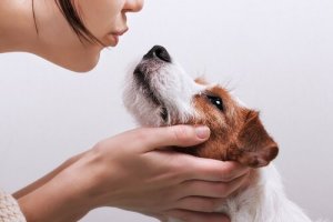 Infecção por Campylobacter presente em cães