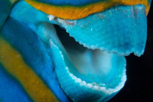 boca do peixe papagaio azul