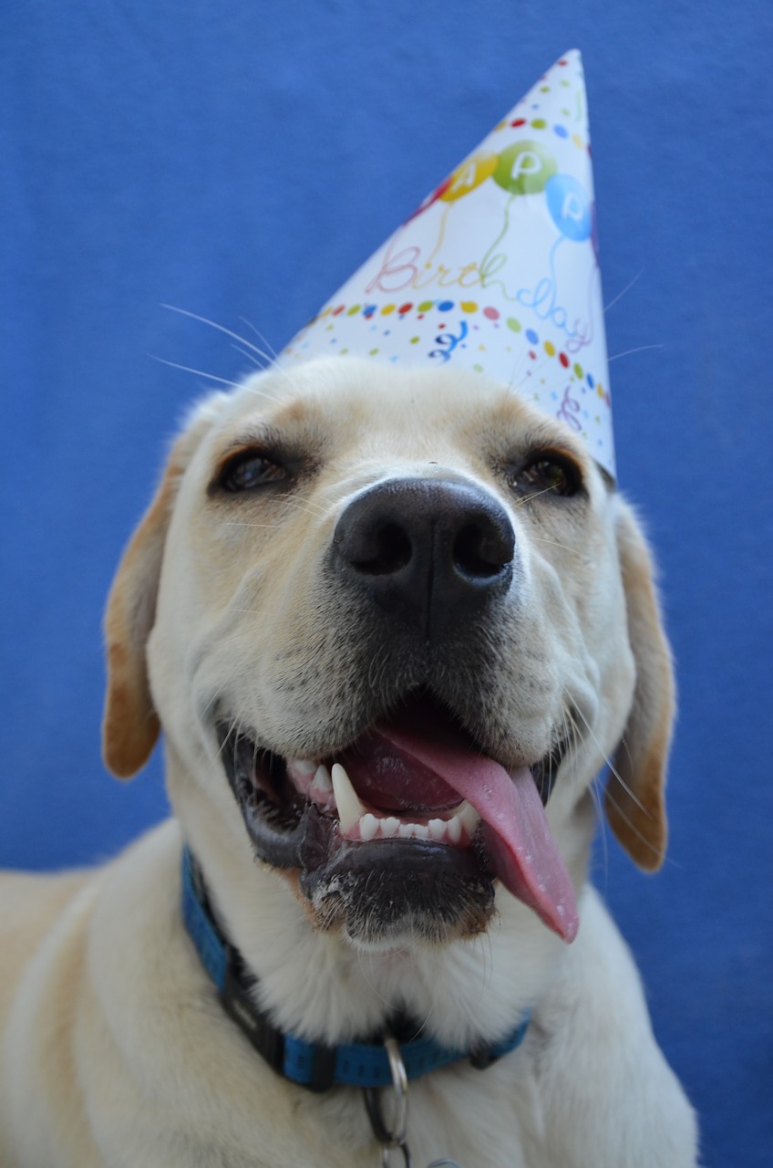 Labrador com chapéu de aniversário