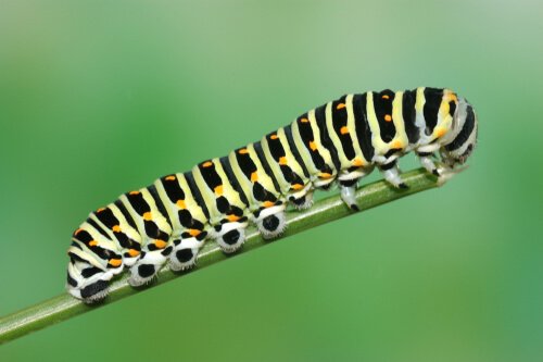 lagarta machaon