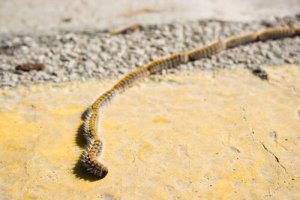 Como é a lagarta processionária?