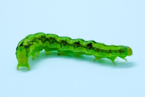 lagarta rosca verde