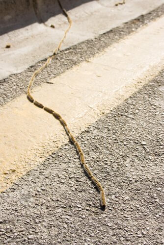 Grande fileira de lagartas processionárias enfileiradas