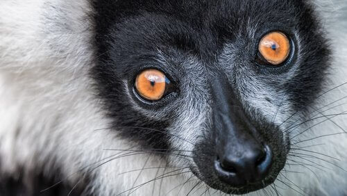 Os lêmures gigantes de Madagascar