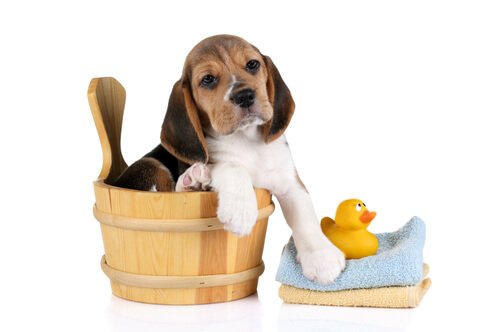 Filhote de Beagle na hora do banho
