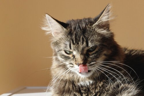 Língua dos gatos e seu uso no asseio