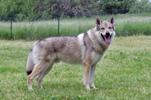 Características do cão lobo checoslovaco