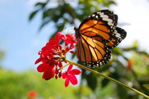 A incrível odisseia das borboletas-monarca