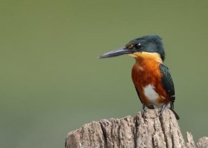 Você conhece o martim-pescador-anão?