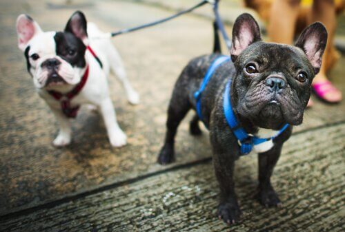 Pugs passeando de coleira