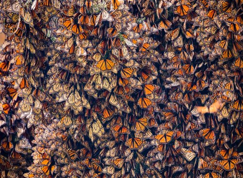 Migração das borboletas-monarca