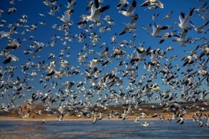 As migrações em massa mais incríveis