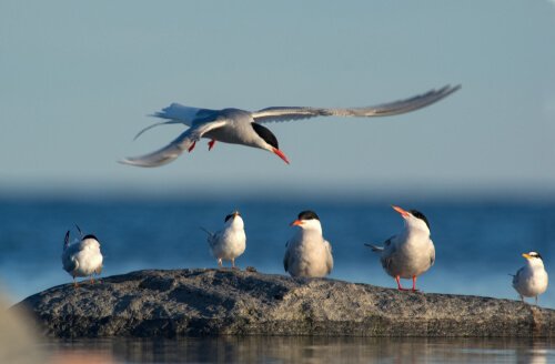 Aves migratórias