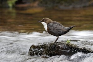 Conheça o Melro-d'água, uma ave mergulhadora