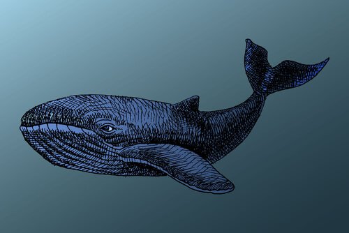 As baleias vivem muito tempo